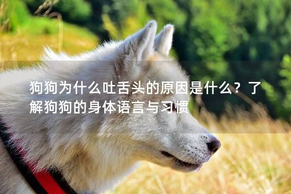 狗狗为什么吐舌头的原因是什么？了解狗狗的身体语言与习惯
