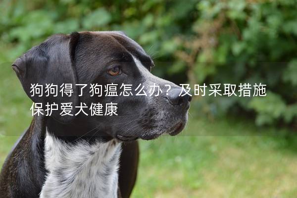 狗狗得了狗瘟怎么办？及时采取措施保护爱犬健康