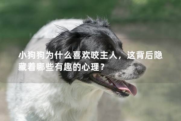 小狗狗为什么喜欢咬主人，这背后隐藏着哪些有趣的心理？