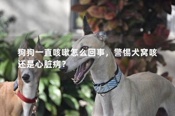 狗狗一直咳嗽怎么回事，警惕犬窝咳还是心脏病？
