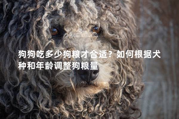 狗狗吃多少狗粮才合适？如何根据犬种和年龄调整狗粮量