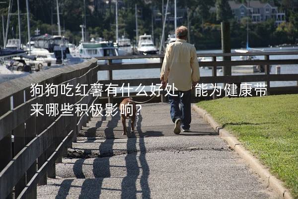狗狗吃红薯有什么好处，能为健康带来哪些积极影响？