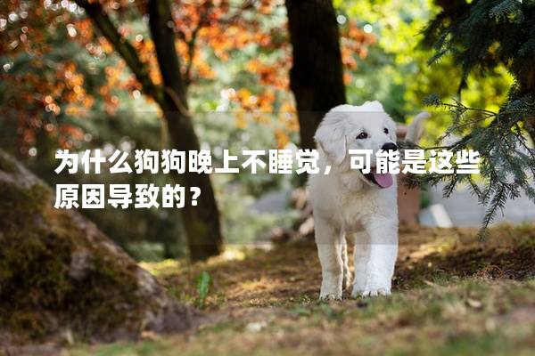 为什么狗狗晚上不睡觉，可能是这些原因导致的？