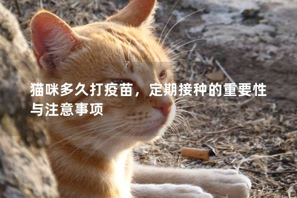 猫咪多久打疫苗，定期接种的重要性与注意事项