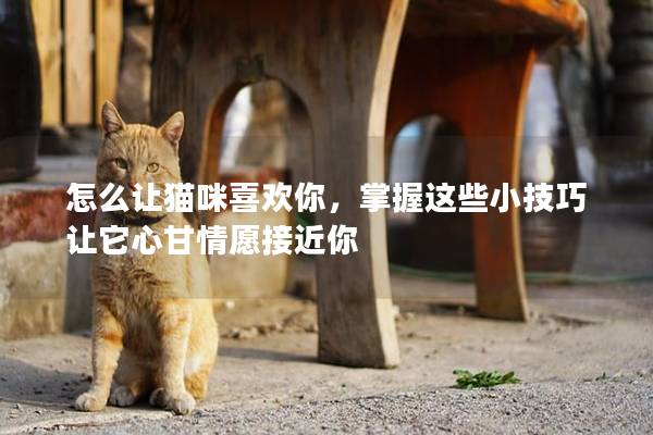 怎么让猫咪喜欢你，掌握这些小技巧让它心甘情愿接近你