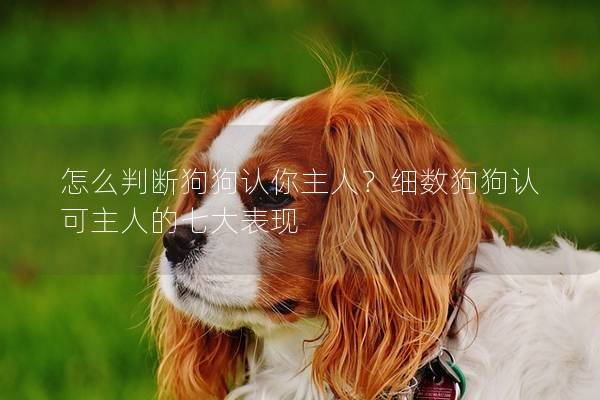 怎么判断狗狗认你主人？细数狗狗认可主人的七大表现