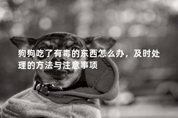 狗狗吃了有毒的东西怎么办，及时处理的方法与注意事项