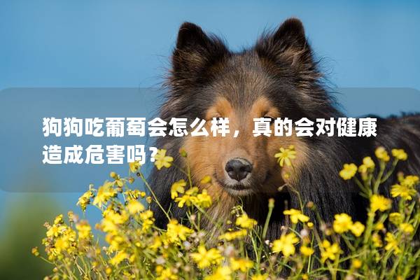 狗狗吃葡萄会怎么样，真的会对健康造成危害吗？