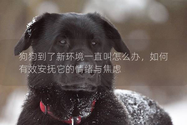 狗狗到了新环境一直叫怎么办，如何有效安抚它的情绪与焦虑