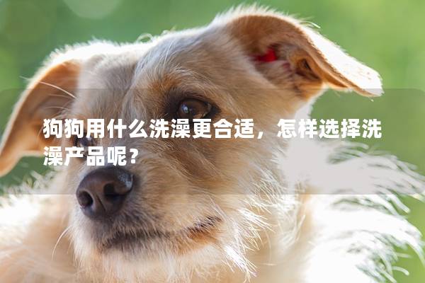 狗狗用什么洗澡更合适，怎样选择洗澡产品呢？