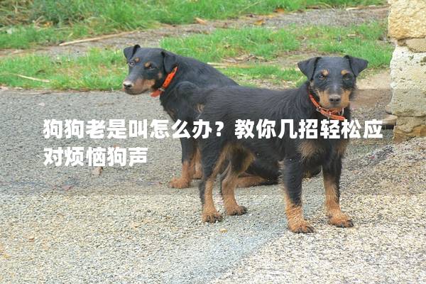 狗狗老是叫怎么办？教你几招轻松应对烦恼狗声
