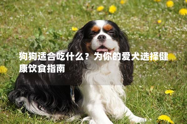 狗狗适合吃什么？为你的爱犬选择健康饮食指南
