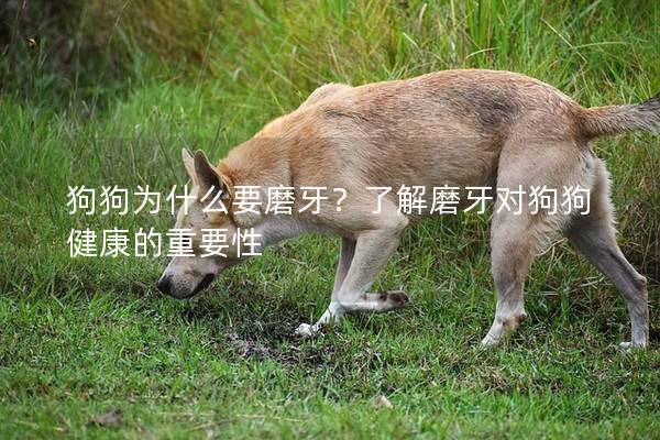 狗狗为什么要磨牙？了解磨牙对狗狗健康的重要性