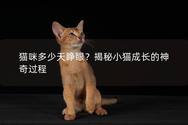 猫咪多少天睁眼？揭秘小猫成长的神奇过程