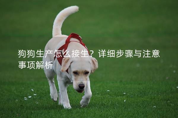 狗狗生产怎么接生？详细步骤与注意事项解析
