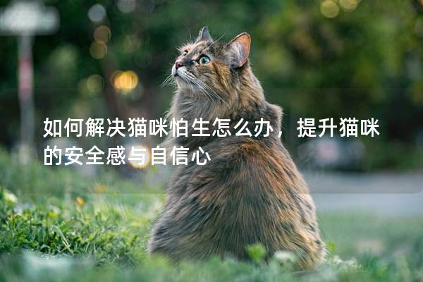 如何解决猫咪怕生怎么办，提升猫咪的安全感与自信心