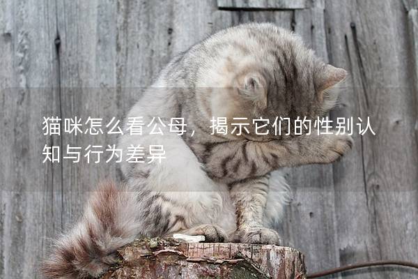 猫咪怎么看公母，揭示它们的性别认知与行为差异