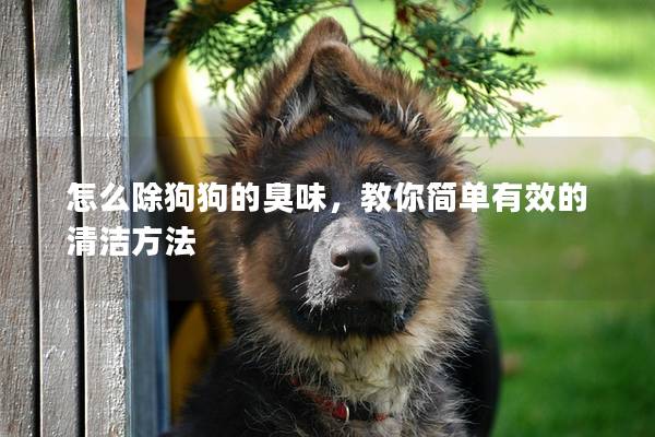 怎么除狗狗的臭味，教你简单有效的清洁方法