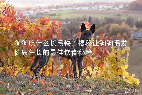 狗狗吃什么长毛快？揭秘让狗狗毛发健康生长的最佳饮食秘籍