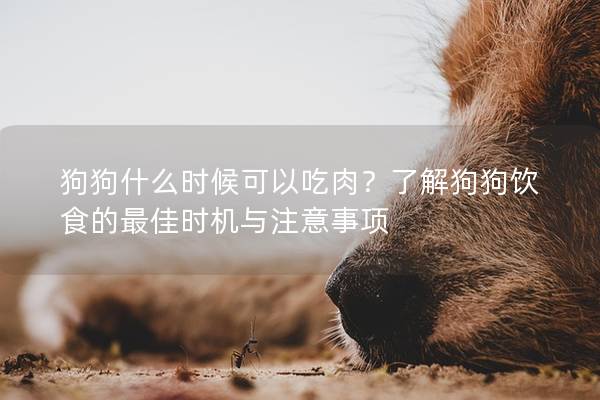 狗狗什么时候可以吃肉？了解狗狗饮食的最佳时机与注意事项