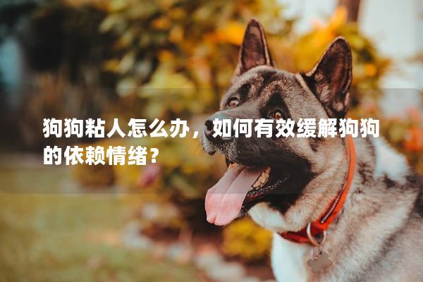 狗狗粘人怎么办，如何有效缓解狗狗的依赖情绪？