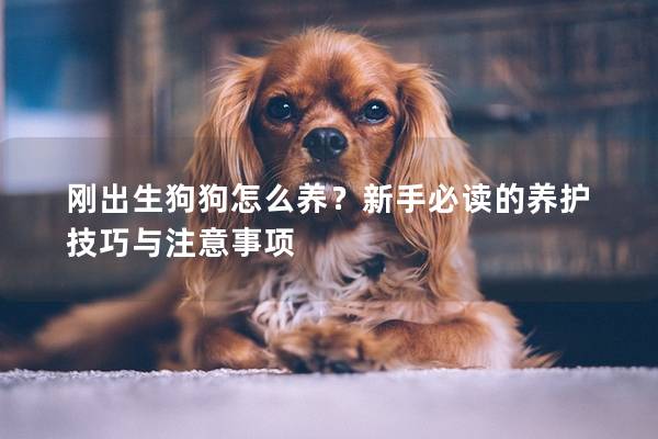 刚出生狗狗怎么养？新手必读的养护技巧与注意事项