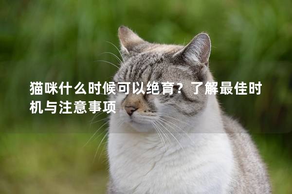 猫咪什么时候可以绝育？了解最佳时机与注意事项