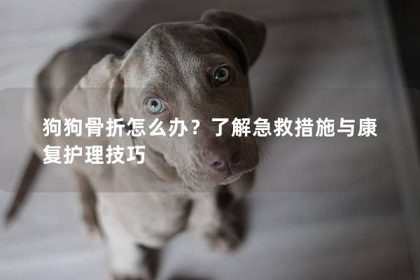 狗狗骨折怎么办？了解急救措施与康复护理技巧