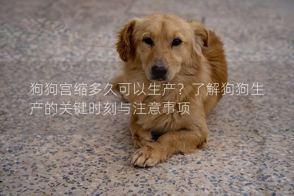 狗狗宫缩多久可以生产？了解狗狗生产的关键时刻与注意事项
