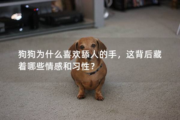 狗狗为什么喜欢舔人的手，这背后藏着哪些情感和习性？