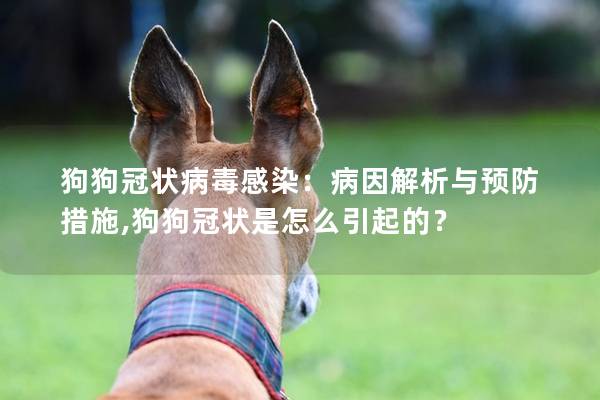 狗狗冠状病毒感染：病因解析与预防措施,狗狗冠状是怎么引起的？