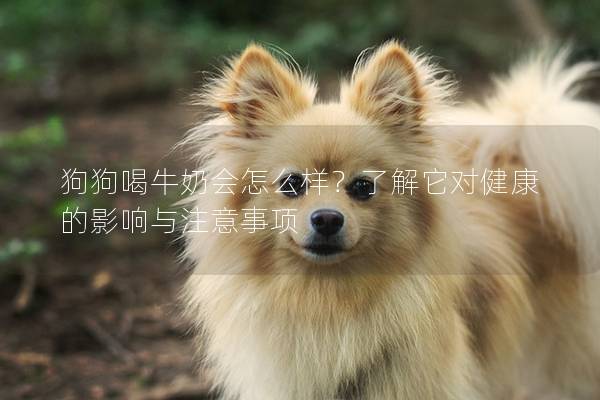 狗狗喝牛奶会怎么样？了解它对健康的影响与注意事项