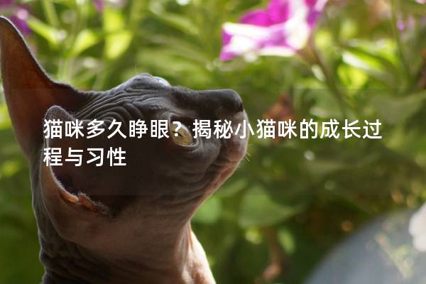 猫咪多久睁眼？揭秘小猫咪的成长过程与习性