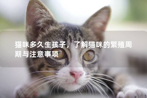 猫咪多久生孩子，了解猫咪的繁殖周期与注意事项