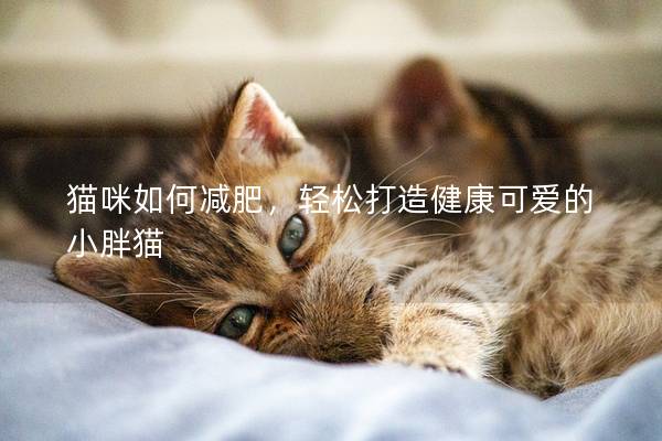 猫咪如何减肥，轻松打造健康可爱的小胖猫