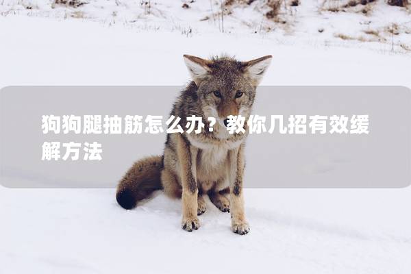 狗狗腿抽筋怎么办？教你几招有效缓解方法