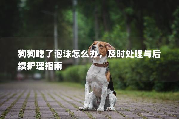 狗狗吃了泡沫怎么办，及时处理与后续护理指南