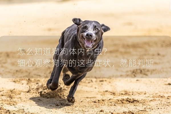 怎么知道狗狗体内有虫？ 细心观察狗狗的这些症状，就能判断