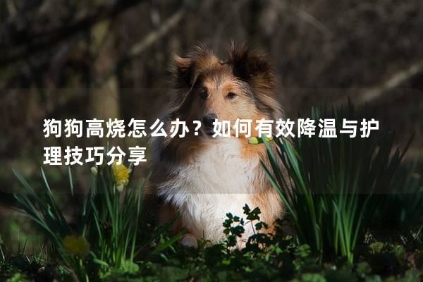 狗狗高烧怎么办？如何有效降温与护理技巧分享