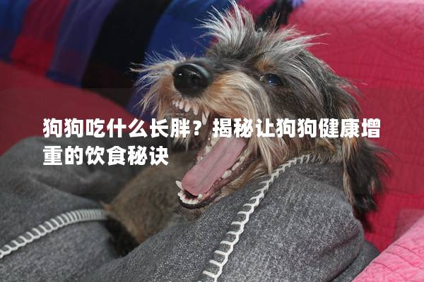 狗狗吃什么长胖？揭秘让狗狗健康增重的饮食秘诀