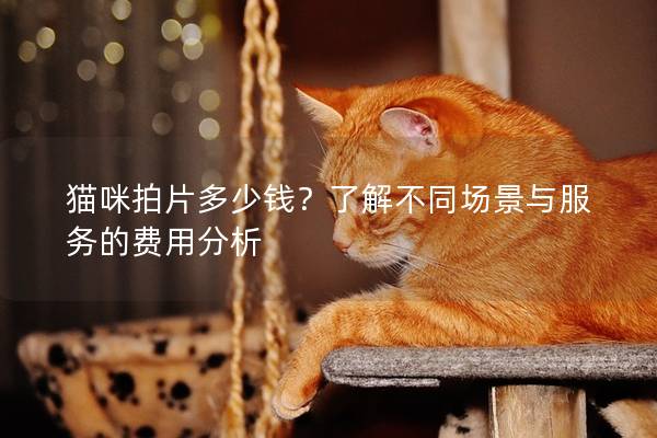 猫咪拍片多少钱？了解不同场景与服务的费用分析