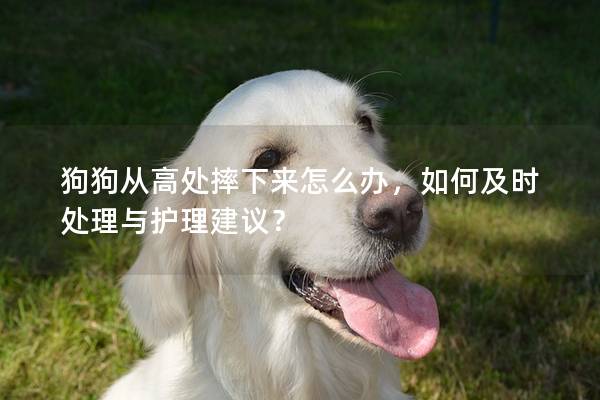 狗狗从高处摔下来怎么办，如何及时处理与护理建议？