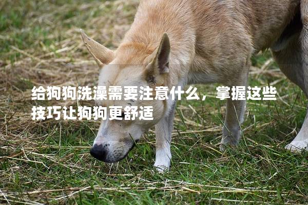 给狗狗洗澡需要注意什么，掌握这些技巧让狗狗更舒适