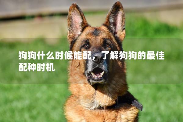 狗狗什么时候能配，了解狗狗的最佳配种时机