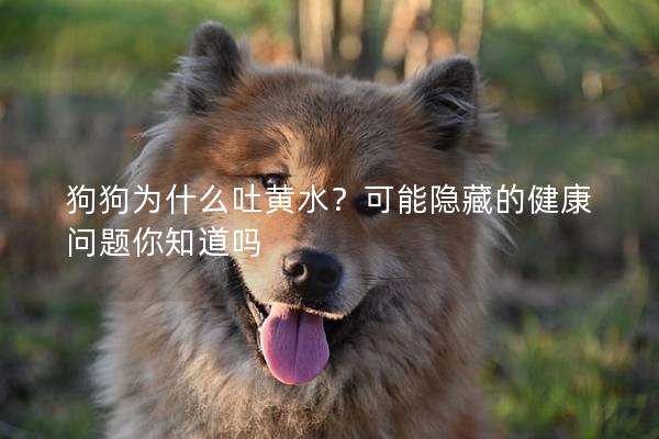 狗狗为什么吐黄水？可能隐藏的健康问题你知道吗