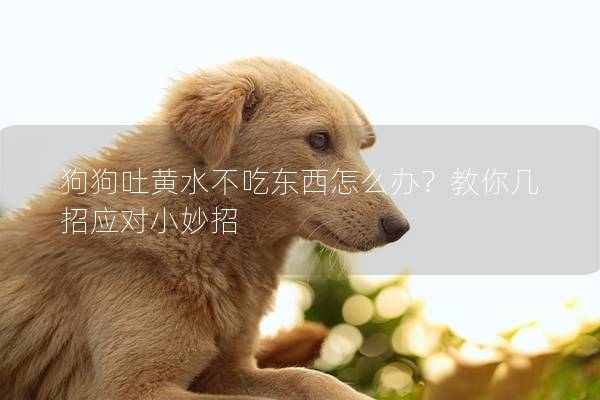 狗狗吐黄水不吃东西怎么办？教你几招应对小妙招
