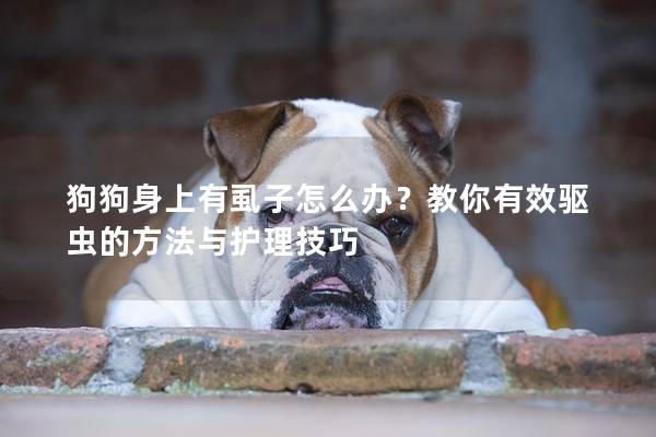 狗狗身上有虱子怎么办？教你有效驱虫的方法与护理技巧