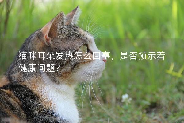 猫咪耳朵发热怎么回事，是否预示着健康问题？