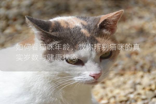 如何看猫咪年龄，教你辨别猫咪的真实岁数与健康状态