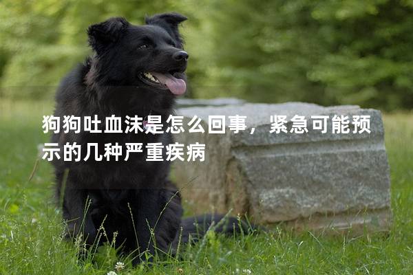 狗狗吐血沫是怎么回事，紧急可能预示的几种严重疾病